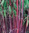 bloeiende groenblijvende planten