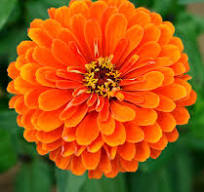 oranje bloemen vaste plant