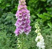plant met klokvormige bloemen