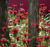 vaste plant rode bloemen