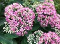 wintervaste planten met bloemen