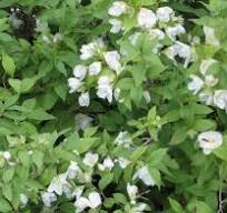 witte geurende bloemen