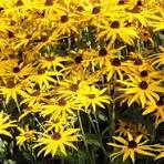 hoge vaste plant met gele bloemen