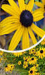 lang bloeiende bloemen