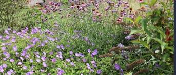lang bloeiende planten