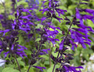 paarse planten tuin