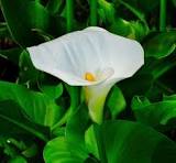 plant met witte kelken