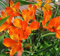 plant oranje bloem