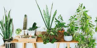 planten kopen