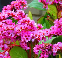 roze plant buiten