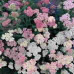 vaste plant met kleine roze bloemen