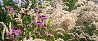 vaste planten