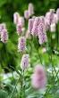 vaste planten snijbloemen