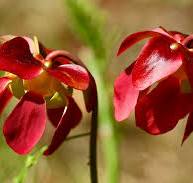 vleesetende plant bloem