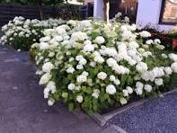 witte bloemen vaste plant