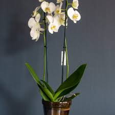 bloem en plant