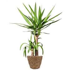 planten bezorgen