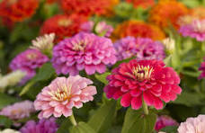 mooie bloemen