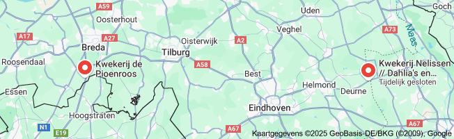 pioenroos plant kopen