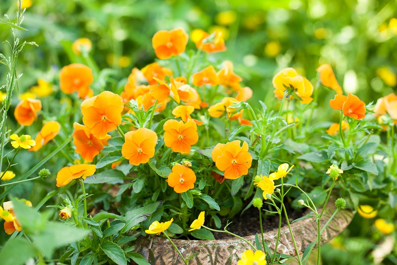 gele bloemen in de tuin