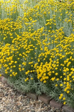 gele zomerbloeiers vaste planten