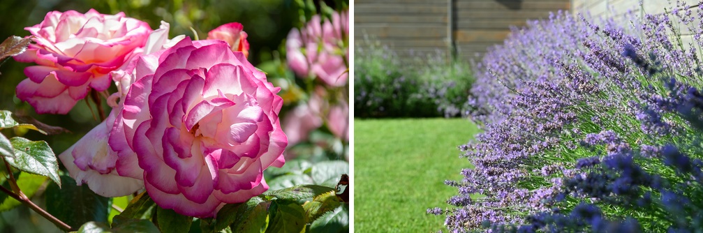 geurende tuinplanten