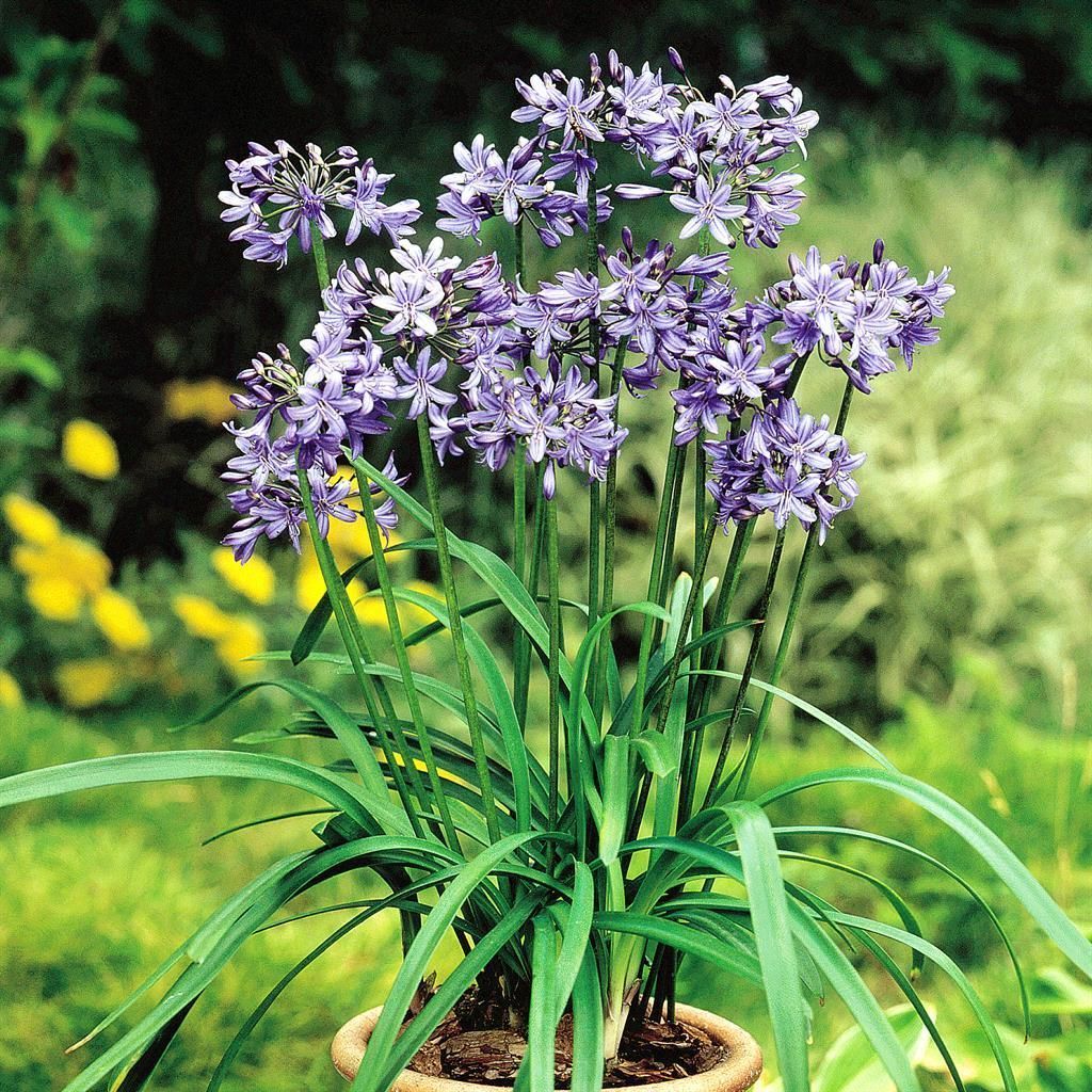 blauw bloeiende planten