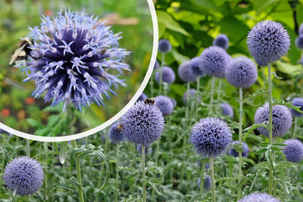 bloeiende tuin