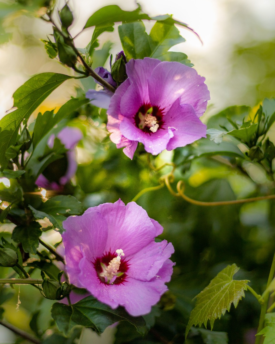 hibiscus vaste plant