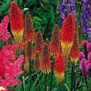 hoge vaste plant met rode bloemen