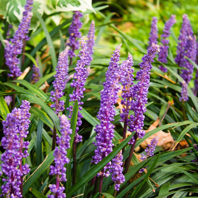 lila bloemen vaste plant