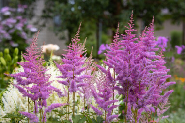 paarse vaste plant hoog