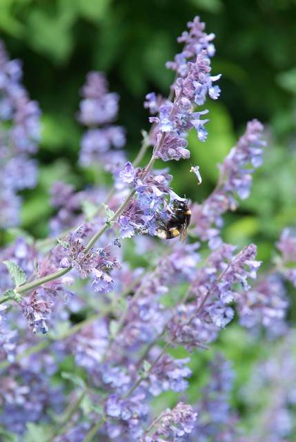 plant paarse bloemetjes