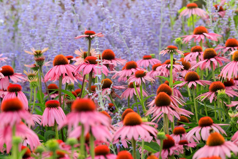 vaste wilde bloemen