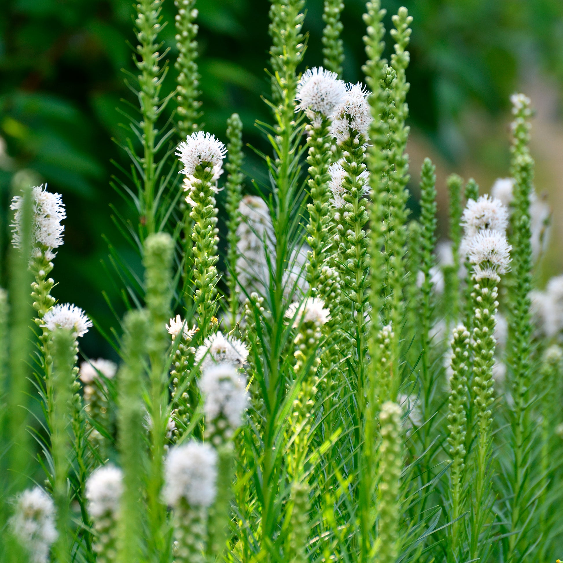 bakker vaste planten