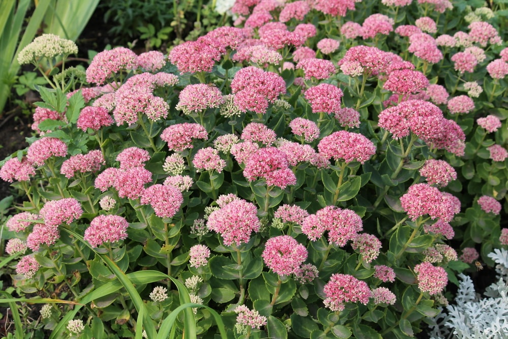 bloemen planten in september