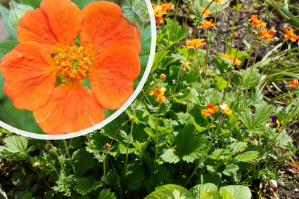 oranje bloeiende vaste planten