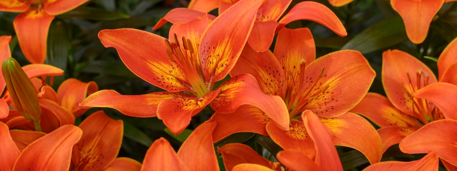 oranje lelie plant