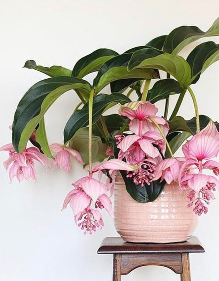 plant met roze bloemetjes