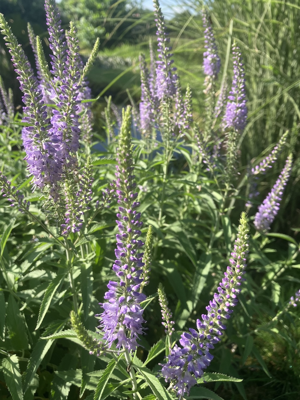 plant paarse bloem lange steel