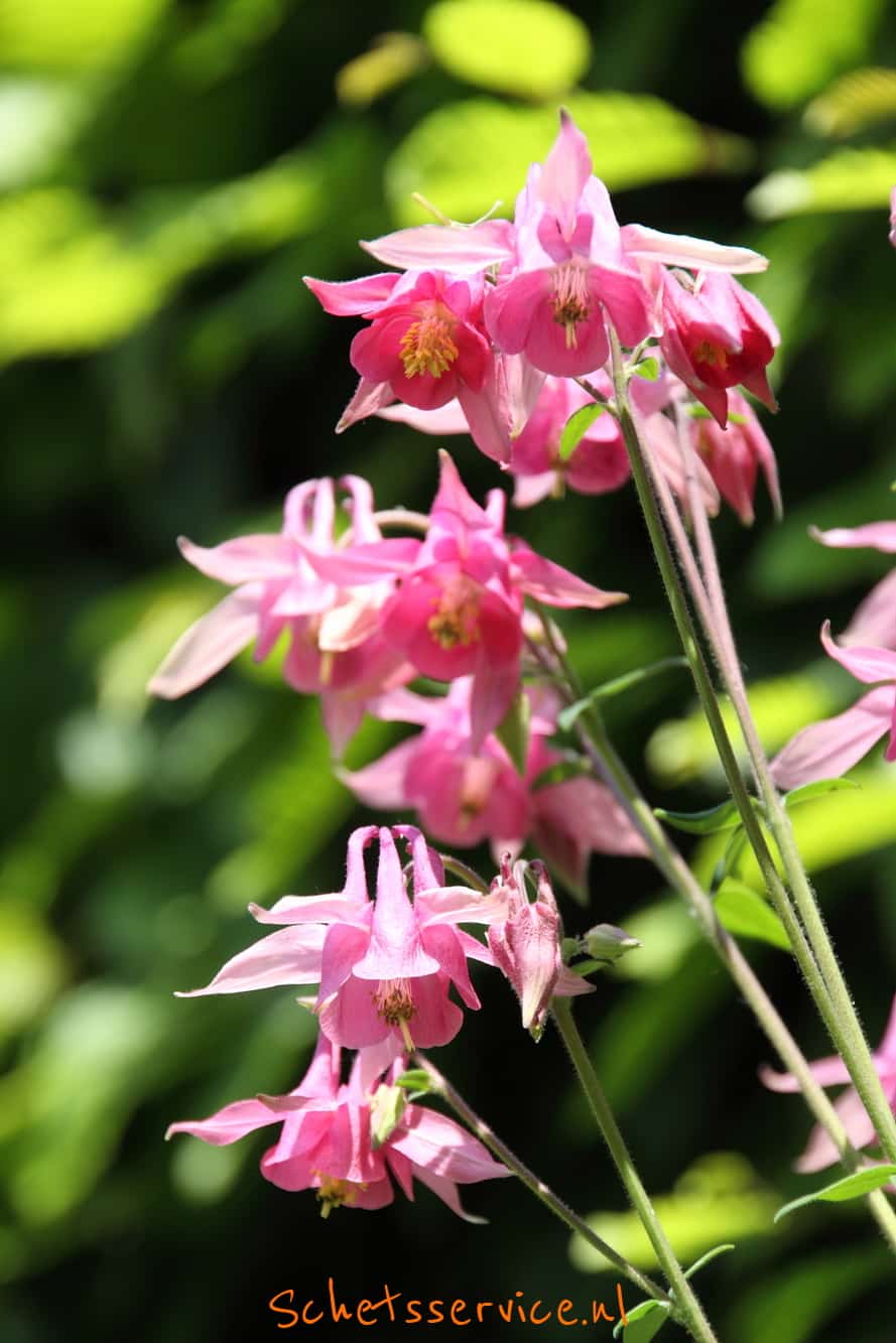 roze bloeiende vaste planten