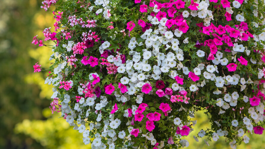 bloeiende planten tuin