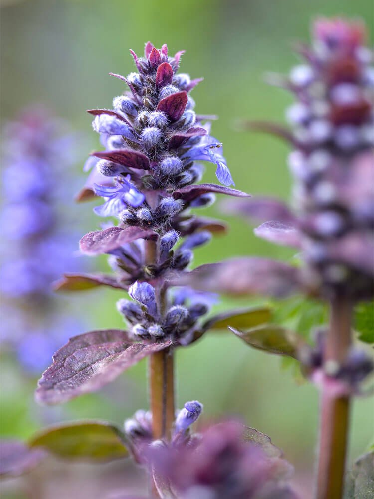 bloeiende tuinplanten in pot