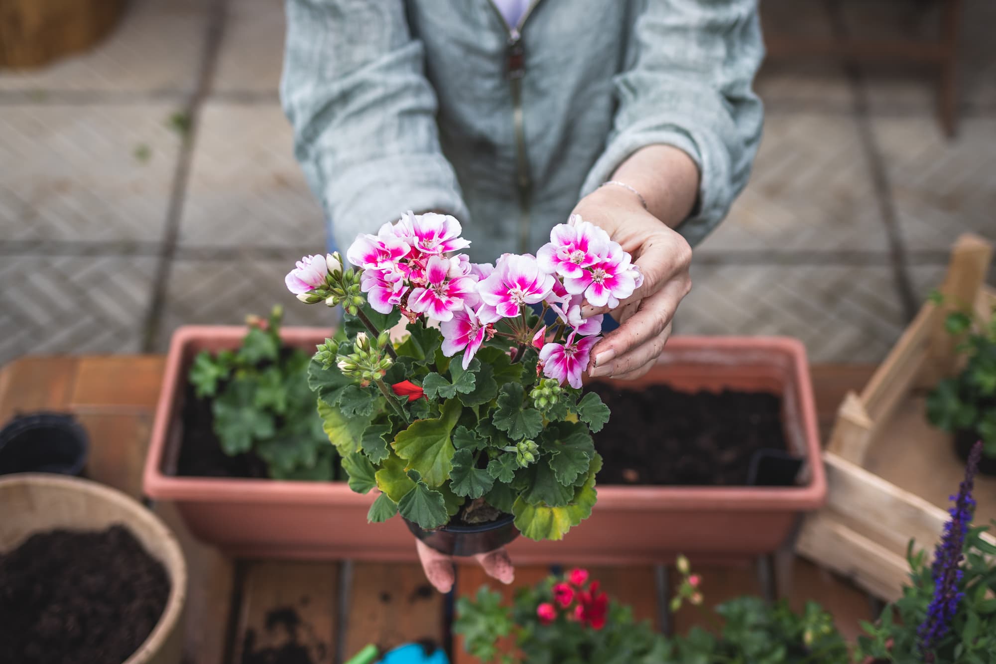 bloemen die het hele jaar bloeien