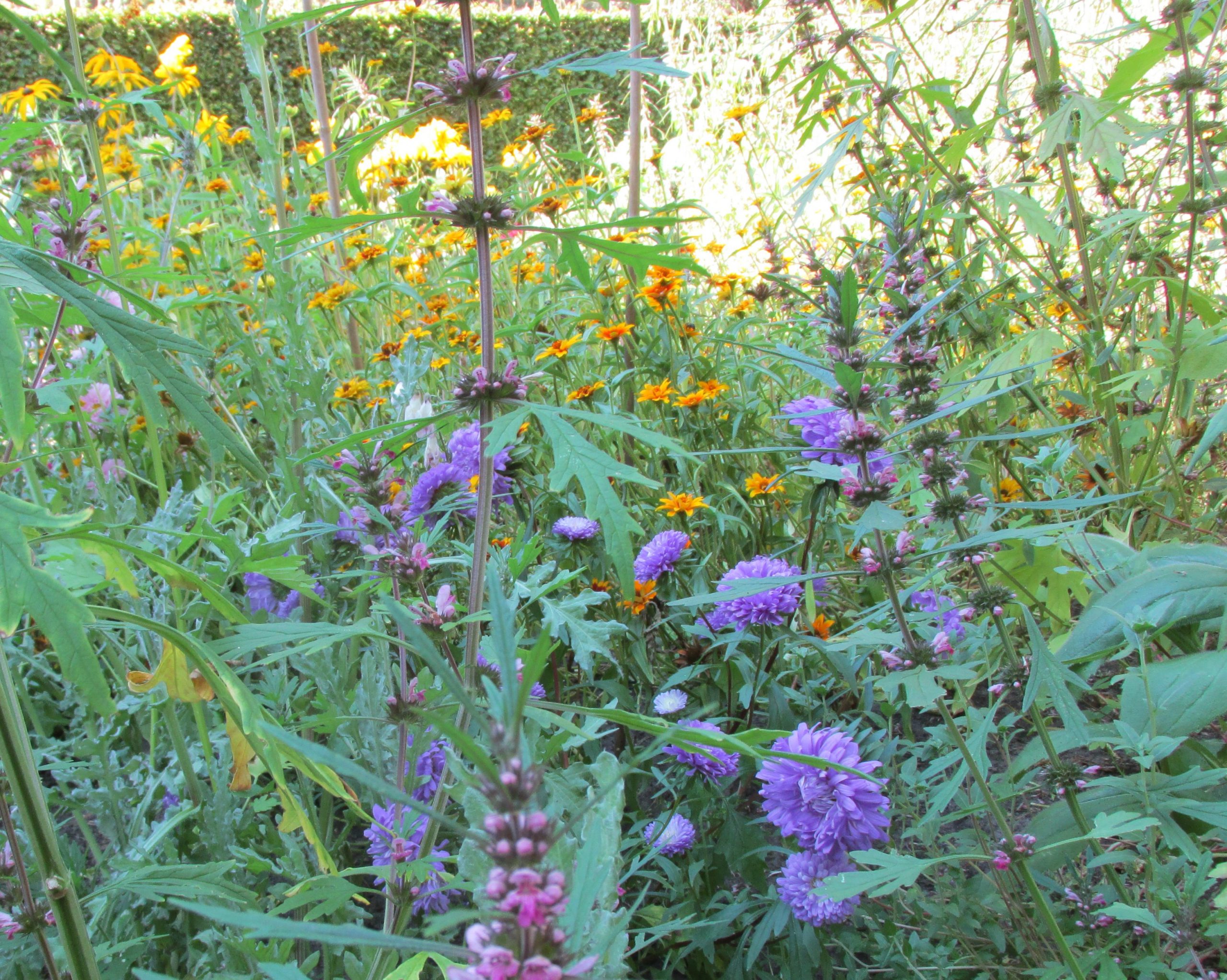 bloemen planten in augustus