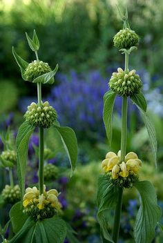 bloemen planten in juli