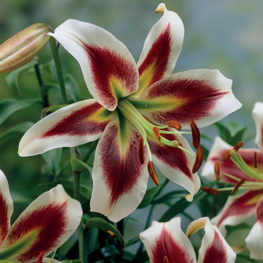 lelie plant kopen