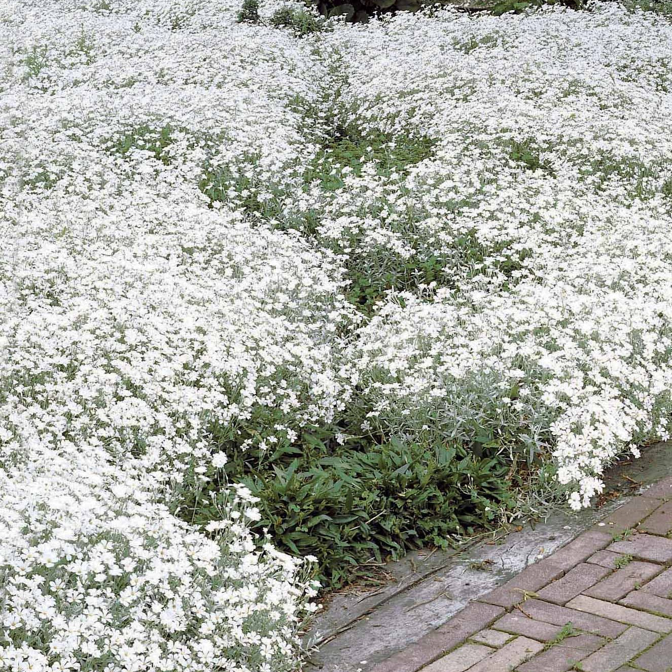 winterharde plant witte bloemen