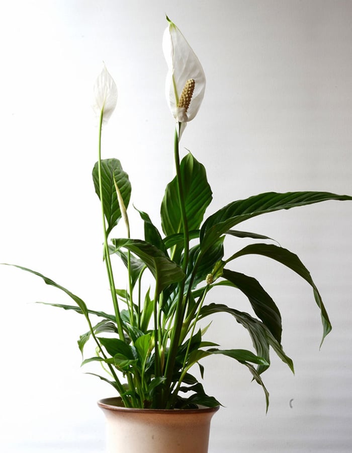 witte kelken plant