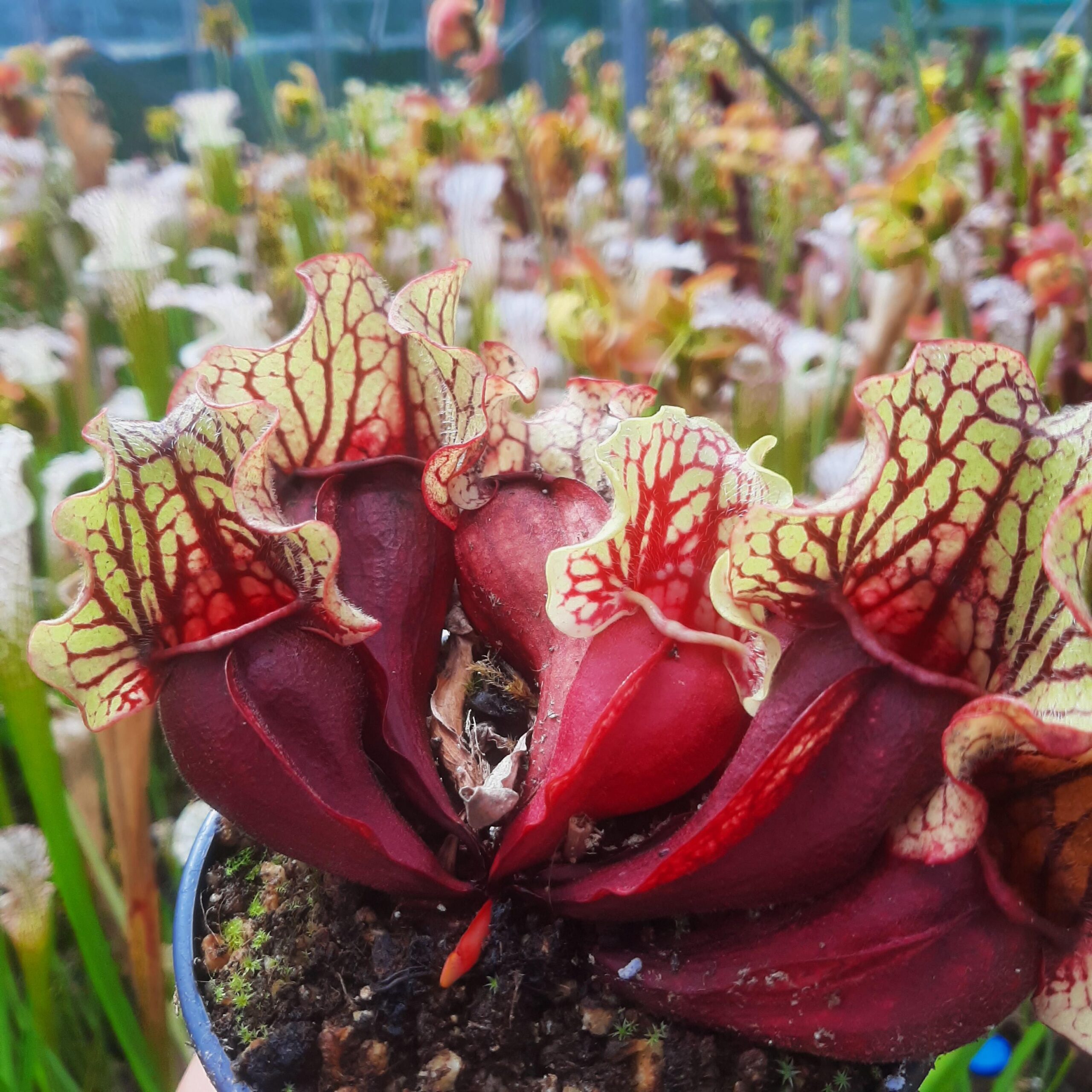 bloem vleesetende plant